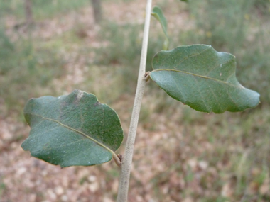 Petites feuilles (3 à 5 cm) alternes et à pétiole court, coriaces et plus ou moins dentées dont la face supérieure est bombée d'un vert glauque. Agrandir dans une nouvelle fenêtre (ou onglet)